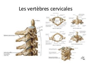 Les	vertèbres	cervicales	
 