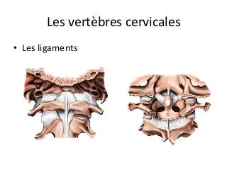 •  Les	ligaments		
Les	vertèbres	cervicales	
 