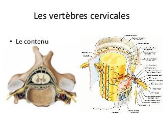 •  Le	contenu		
Les	vertèbres	cervicales	
 