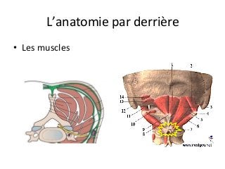 L’anatomie	par	derrière		
•  Les	muscles	
 