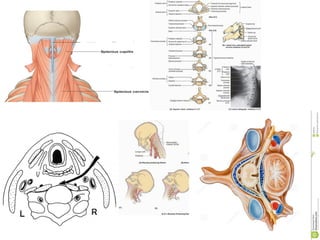 L’anatomie	par	devant,	par	derrière	
 