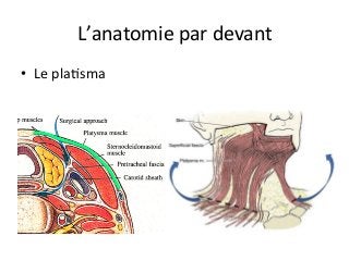 L’anatomie	par	devant	
•  Le	plaJsma		
 