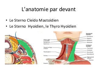 L’anatomie	par	devant	
•  Le	Sterno	Cleïdo	Mastoïdien	
•  Le	Sterno		Hyoidien,	le	Thyro	Hyoïdien				
 