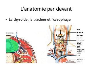 L’anatomie	par	devant	
•  La	thyroide,	la	trachée	et	l’œsophage			
 