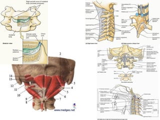 L’anatomie	par	devant	
 