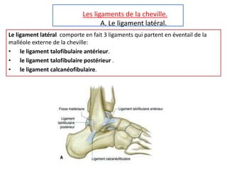Les ligaments de la cheville.
A. Le ligament latéral.
Le ligament latéral comporte en fait 3 ligaments qui partent en éventail de la
malléole externe de la cheville:
• le ligament talofibulaire antérieur.
• le ligament talofibulaire postérieur .
• le ligament calcanéofibulaire.
 