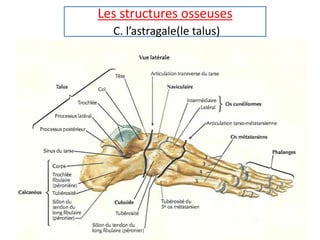Les structures osseuses
C. l’astragale(le talus)
 