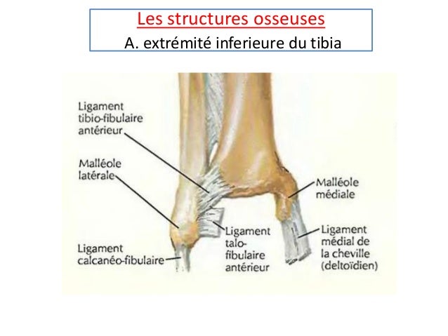 Anatomie de la cheville