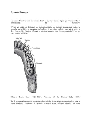 Anatomie des dents
Les dents définitives sont au nombre de 28 à 32, disposées de façon symétrique sur les 4
hémi-arcades des maxillaires
D'avant en arrière on distingue une incisive centrale, une incisive latérale, une canine, la
première prémolaire, la deuxième prémolaire, la première molaire (dent de 6 ans), la
deuxième molaire (dent de 12 ans), la troisième molaire (dent de sagesse) qui n'existe pas
chez tous les individus.
(D'aprés Henry Gray (1821–1865). Anatomy of the Human Body. 1918.)
Sur le schéma ci-dessous on remarquera la proximité de certaines racines dentaires avec le
sinus maxillaire expliquant la possible extension d'une infection dentaire au sinus.
 