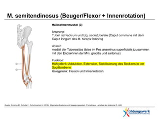 Caput Commune Anatomie des Menschen | PPTX