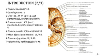 Anatomie des paires craniennes2_DES.pptx