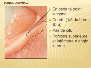 PORTION LACRYMALE
 En dedans point
lacrymal
 Courte (1/5 du bord
libre)
 Pas de cils
 Portions supérieure
et inférieure = angle
interne
 