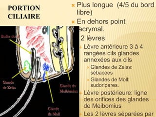 PORTION
CILIAIRE
 Plus longue (4/5 du bord
libre)
 En dehors point
lacrymal.
 2 lèvres
 Lèvre antérieure 3 à 4
rangées cils glandes
annexées aux cils
 Glandes de Zeiss:
sébacées
 Glandes de Moll:
sudoripares.
 Lèvre postérieure: ligne
des orifices des glandes
de Meibomius
 Les 2 lèvres séparées par
 