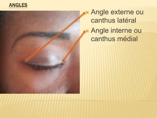 ANGLES
 Angle externe ou
canthus latéral
 Angle interne ou
canthus médial
 