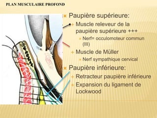 PLAN MUSCULAIRE PROFOND
 Paupière supérieure:
 Muscle releveur de la
paupière supérieure +++
 Nerf= occulomoteur commun
(III)
 Muscle de Müller
 Nerf sympathique cervical
 Paupière inférieure:
 Retracteur paupière inférieure
 Expansion du ligament de
Lockwood
 