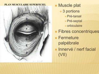 PLAN MUSCULAIRE SUPERFICIEL
 Muscle plat
 3 portions
 Pré-tarsal
 Pré-septal
 orbiculaire
 Fibres concentriques
 Fermeture
palpébrale
 Innervé / nerf facial
(VII)
 