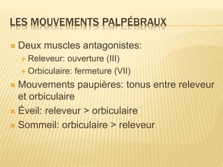 LES MOUVEMENTS PALPÉBRAUX
 Deux muscles antagonistes:
 Releveur: ouverture (III)
 Orbiculaire: fermeture (VII)
 Mouvements paupières: tonus entre releveur
et orbiculaire
 Éveil: releveur > orbiculaire
 Sommeil: orbiculaire > releveur
 