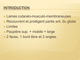 INTRODUCTION
 Lames cutanéo-musculo-membraneuses
 Recouvrent et protègent partie ant. du globe
 Limites
 Paupière sup. + mobile + large
 2 faces, 1 bord libre et 2 angles.
 