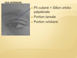 FACE ANTÉRIEURE
 Pli cutané = Sillon orbito-
palpébrale
 Portion tarsale
 Portion orbitaire
 