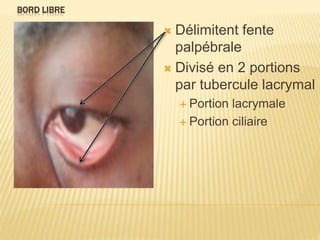 BORD LIBRE
 Délimitent fente
palpébrale
 Divisé en 2 portions
par tubercule lacrymal
 Portion lacrymale
 Portion ciliaire
 