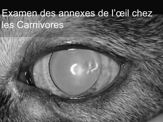 Anatomie Des Paupieres Chez Les Carnivores