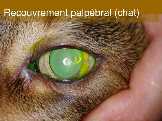 Anatomie Des Paupieres Chez Les Carnivores