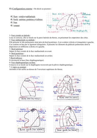 H) Configuration externe : On décrit au poumon :
1- Face costale ou latérale :
Lisse et convexe, elle se moule sur la paroi latérale du thorax, en présentant les empreintes des côtes.
2- Face médiastinale ou médiale :
Elle présente le hile pulmonaire situé près du bord postérieur, il est ovalaire à droite et triangulaire à gauche,
il se continu en bas par le ligament triangulaire. Il présente les éléments du pédicule pulmonaire dont la
disposition est différente à droite et à gauche.
3- Bord antérieur:
Sépare la face costale de la face mediastinale en avant.
4- Bord postérieur :
Sépare la face costale de la face mediastinale en arrière.
5-Bord inférieur :
Il circonscrit la base (face diaphragmatique).
6- Face diaphragmatique ou base :
Concave et se moule sur le diaphragme recouverte par la plèvre diaphragmatique.
7- L’apex ou sommet :
Arrondit et fait saillie au-dessus de l’ouverture supérieure du thorax.
 