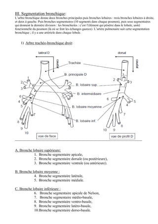 III. Segmentation bronchique:
L’arbre bronchique donne deux bronches principales puis bronches lobaires : trois bronches lobaires à droite,
et deux à gauche. Puis bronches segmentaires (10 segments dans chaque poumon), puis sous segmentaires
qui donnent la dernière division : les bronchioles : c’est l’élément qui pénètre dans le lobule, unité
fonctionnelle du poumon (là où se font les échanges gazeux). L’artère pulmonaire suit cette segmentation
bronchique ; il y a une artériole dans chaque lobule.
1) Arbre trachéo-bronchique droit:
A. Bronche lobaire supérieure:
1. Bronche segmentaire apicale,
2. Bronche segmentaire dorsale (ou postérieure),
3. Bronche segmentaire ventrale (ou antérieure).
B. Bronche lobaire moyenne :
4. Bronche segmentaire latérale,
5. Bronche segmentaire médiale.
C. Bronche lobaire inférieure :
6. Bronche segmentaire apicale de Nelson,
7. Bronche segmentaire médio-basale,
8. Bronche segmentaire ventro-basale,
9. Bronche segmentaire latéro-basale,
10.Bronche segmentaire dorso-basale.
 