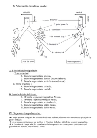 2) Arbre trachéo-bronchique gauche:
A. Bronche lobaire supérieure:
i. Tronc culminal :
1. Bronche segmentaire apicale,
2. Bronche segmentaire dorsale (ou postérieure),
3. Bronche segmentaire ventrale (ou antérieure).
ii. Tronc lingulaire :
4. Bronche segmentaire craniale,
5. Bronche segmentaire caudale.
B. Bronche lobaire inférieure :
6. Bronche segmentaire apicale de Nelson,
7. Bronche segmentaire médio-basale,
8. Bronche segmentaire ventro-basale,
9. Bronche segmentaire latéro-basale,
10.Bronche segmentaire dorso-basale.
IV. Segmentation pulmonaire :
 Chaque poumon comporte des scissures le divisant en lobes; véritable unité anatomique qui reçoit son
propre pédicule.
 Les scissures sont tapissées par la plèvre et s'étendent de la face latérale du poumon jusqu'au hile.
 A l'intérieur de chaque lobe, les bronches se divisent pour former des segments pulmonaires qui
possèdent une bronche, une artère et 2 veines.
 