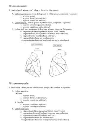 1) Le poumon droit:
Il est divisé par 2 scissures en 3 lobes, et il contient 10 segments:
A. Le lobe supérieur: au dessus de la grande et petite scissure, comprend 3 segments :
1. segment apical,
2. segment dorsal (ou postérieur),
3. segment ventral (ou antérieur).
B. Le lobe moyen : entre la grande et petite scissure, comprend 2 segments :
4. segment latéral (ou postéro-externe),
5. segment médial (ou antéro-interne).
C. Le lobe inférieur : au dessous de la grande scissure, comprend 5 segments:
6. segment apical (ou segment de Nelson, ou de Fowler),
7. segment médio-basal (ou basal interne ou para cardiaque),
8. segment ventro-basal (ou basal antérieur),
9. segment latéro-basal (ou basal externe),
10. segment dorso-basal (ou basal postérieur ou termino-basal).
2) Le poumon gauche:
Il est divisé en 2 lobes par une seule scissure oblique, et il contient 10 segments:
A. Le lobe supérieur:
i. Culmen :
1. segment apical,
2. segment dorsal (ou postérieur),
3. segment ventral (ou antérieur).
ii. Lingula :
4. segment cranial (ou supérieur),
5. segment caudal (ou inférieur).
B. Le lobe inférieur :
6. segment apical (ou segment de Nelson, ou de Fowler),
7. segment médio-basal (ou basal interne ou para cardiaque),
8. segment ventro-basal (ou basal antérieur),
9. segment latéro-basal (ou basal externe),
10. segment dorso-basal (ou basal postérieur ou termino-basal).
 