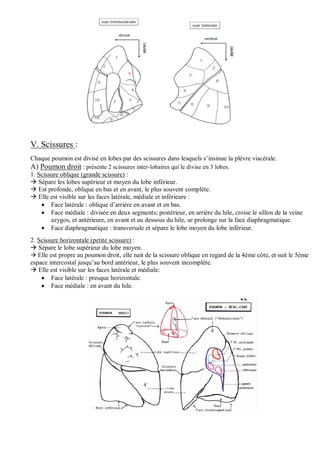 V. Scissures :
Chaque poumon est divisé en lobes par des scissures dans lesquels s’insinue la plèvre viscérale.
A) Poumon droit : présente 2 scissures inter-lobaires qui le divise en 3 lobes.
1. Scissure oblique (grande scissure) :
 Sépare les lobes supérieur et moyen du lobe inférieur.
 Est profonde, oblique en bas et en avant, le plus souvent complète.
 Elle est visible sur les faces latérale, médiale et inférieure :
 Face latérale : oblique d’arrière en avant et en bas.
 Face médiale : divisée en deux segments; postérieur, en arrière du hile, croise le sillon de la veine
azygos, et antérieure, en avant et au dessous du hile, se prolonge sur la face diaphragmatique.
 Face diaphragmatique : transversale et sépare le lobe moyen du lobe inférieur.
2. Scissure horizontale (petite scissure) :
 Sépare le lobe supérieur du lobe moyen.
 Elle est propre au poumon droit, elle nait de la scissure oblique en regard de la 4ème côte, et suit le 5ème
espace intercostal jusqu’au bord antérieur, le plus souvent incomplète.
 Elle est visible sur les faces latérale et médiale:
 Face latérale : presque horizontale.
 Face médiale : en avant du hile.
 