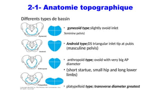 Anatomie détaillée du bassin osseux et applications obstétricales | PPTX