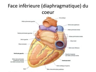 Anatomie du coeur humain et du pericarde | PPTX