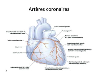 Anatomie du coeur humain et du pericarde | PPTX