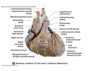 Anatomie du coeur humain et du pericarde | PPTX