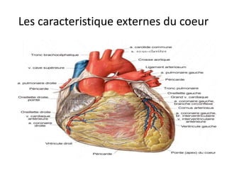 Anatomie du coeur humain et du pericarde | PPT