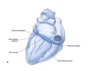 Anatomie du coeur humain et du pericarde | PPTX