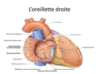 Anatomie du coeur humain et du pericarde | PPTX