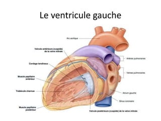 Anatomie du coeur humain et du pericarde | PPTX