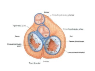 Anatomie du coeur humain et du pericarde | PPTX