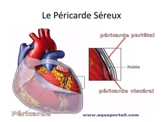 Anatomie du coeur humain et du pericarde | PPTX