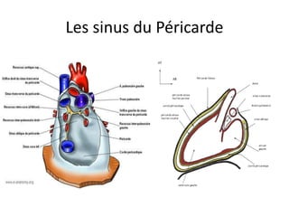 Anatomie du coeur humain et du pericarde | PPTX