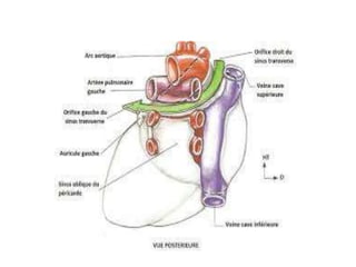Anatomie du coeur humain et du pericarde | PPTX