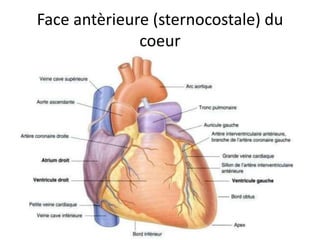 Anatomie du coeur humain et du pericarde | PPTX