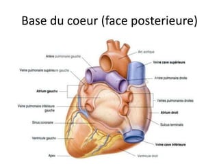 Anatomie du coeur humain et du pericarde | PPTX