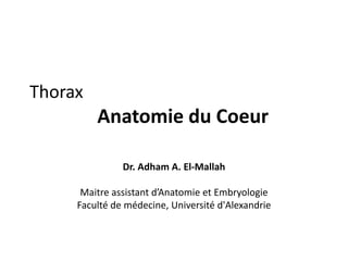 Thorax
Anatomie du Coeur
Dr. Adham A. El-Mallah
Maitre assistant d’Anatomie et Embryologie
Faculté de médecine, Université d'Alexandrie
 
