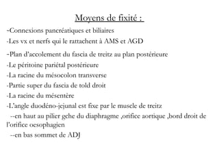 Moyens de fixité :
-Connexions pancréatiques et biliaires
-Les vx et nerfs qui le rattachent à AMS et AGD
-Plan d’accolement du fascia de treitz au plan postérieure
-Le péritoine pariétal postérieure
-La racine du mésocolon transverse
-Partie super du fascia de told droit
-La racine du mésentère
-L’angle duodéno-jejunal est fixe par le muscle de treitz
--en haut au pilier gche du diaphragme ,orifice aortique ,bord droit de
l’orifice oesophagien
--en bas sommet de ADJ
 