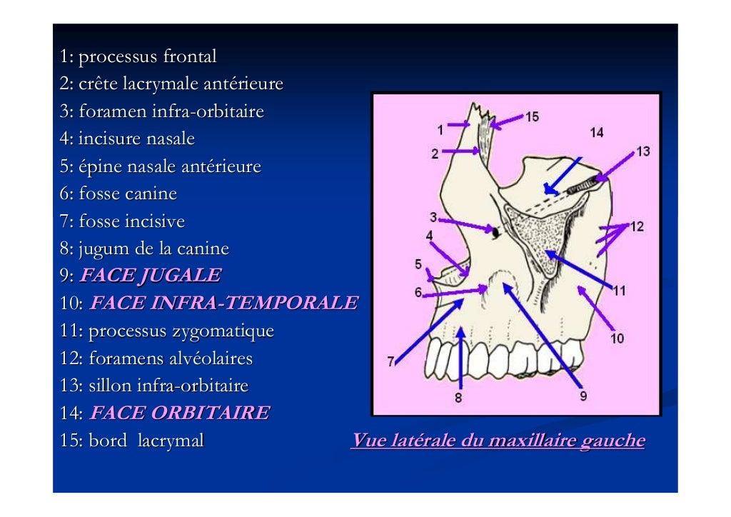 Anatomie du maxillaire