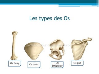 Anatomie et physiologie-AS .2025).pdf.pdf