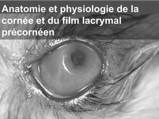 Anatomie et physiologie de la
cornée et du film lacrymal
précornéen
 